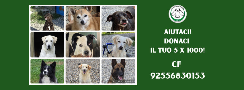 cani felici